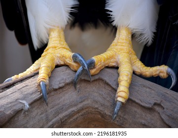 Macro close-up of powerful eagle talons showing sharp curved claws and textured scaly feet in high-detail wildlife photography capturing predator strength. Extreme detail shot reveals the rough skin texture, yellow scales, and formidable black talons of raptor feet demonstrating nature's precision hunting tools. Professional wildlife macro photography with dramatic lighting emphasizes the intimidating power and anatomical features of bird of prey claws. Sharp focus captures intricate surface details and natural weaponry. Perfect for wildlife documentary content, nature photography collections, predator feature articles, ornithology educational materials, survival adaptation concepts, natural history publications, and environmental science resources showcasing avian anatomy.
