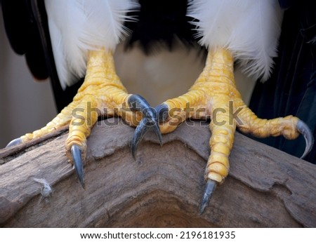 Macro close-up of powerful eagle talons showing sharp curved claws and textured scaly feet in high-detail wildlife photography capturing predator strength. Extreme detail shot reveals the rough skin texture, yellow scales, and formidable black talons of raptor feet demonstrating nature's precision hunting tools. Professional wildlife macro photography with dramatic lighting emphasizes the intimidating power and anatomical features of bird of prey claws. Sharp focus captures intricate surface details and natural weaponry. Perfect for wildlife documentary content, nature photography collections, predator feature articles, ornithology educational materials, survival adaptation concepts, natural history publications, and environmental science resources showcasing avian anatomy.