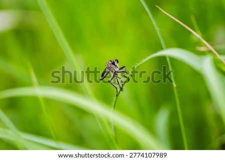 Macro close-up of a predatory robber fly (Asilidae) resting on a vivid green grass blade.