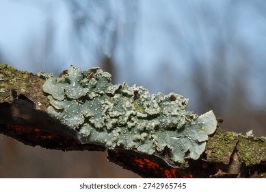 Macro close-up of Punctelia rudecta, a gray foliose lichen growing on tree bark in a temperate forest. Natural outdoor setting with selective focus and soft blurred background. Detailed texture of symbiotic organism, bioindicator of air quality and forest biodiversity.