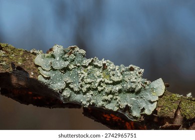 Macro close-up of Punctelia rudecta, a gray foliose lichen growing on tree bark in a temperate forest. Natural outdoor setting with selective focus and soft blurred background. Detailed texture of symbiotic organism, bioindicator of air quality and forest biodiversity.