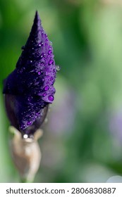 Macro closeup of a purple iris bud covered in dew drops, set against a soft green bokeh background. Highlights texture, freshness, delicate detail and vibrant botanical color for nature projects.