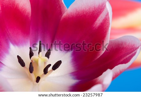 Similar – Close-Up Details Of Pink Tulip Flower