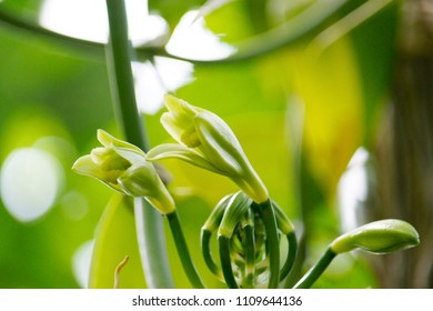 macro closeup real in situ vanilla blooming flower orchid plant growing in the wild against green tropical background, dried aromatic fruit pods beans used in cooking, aroma therapy, essential oil 