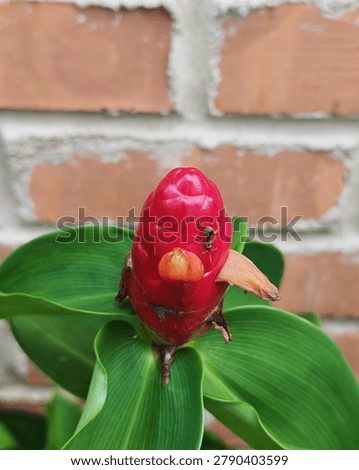 Macro close-up of a red button ginger flower bud (Costus woodsonii) with a small black ant crawling on it. Beautiful tropical plant and insect interaction with a blurred red brick wall background.
