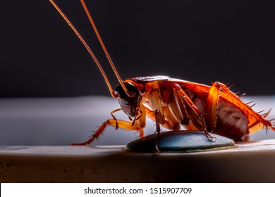 Macro, Close-up Of A Red Cockroach At Night