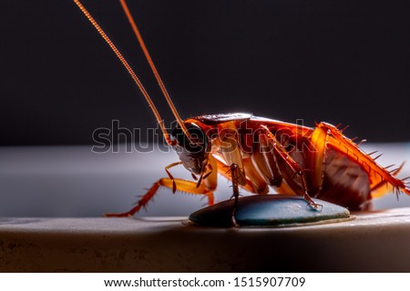 Macro, Close-up of a red cockroach at night