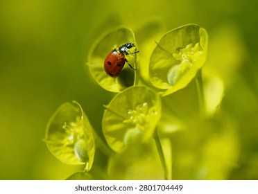 Macro close-up of a red ladybug resting on delicate green-yellow wildflowers with soft bokeh background. Beautiful nature photography capturing insect wildlife, spring season, biodiversity, and natural beauty in a vibrant garden environment.