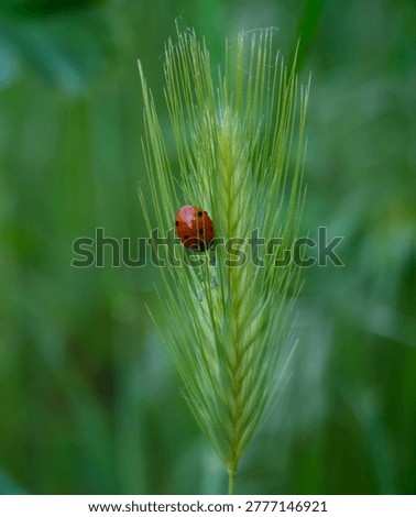Macro close-up of a red ladybug resting on a green wheat ear in a natural field with soft blurred background