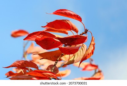 Macro Closeup Of Red Orange Tupelo Or Black Gum Leaves During Autumn Season. 