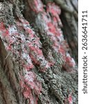 Macro close-up of red and white lichen on old tree bark, revealing intricate textures and vibrant colors. Ideal for nature, ecology, and botanical visuals.
