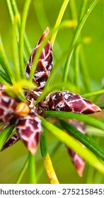Macro close-up of reddish pine buds surrounded by fresh green needles on a pine tree branch, photographed with soft natural background and shallow depth of field.