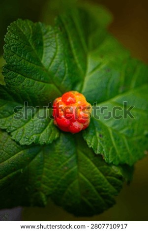 Macro close-up of a red-orange cloudberry on a textured green leaf with soft natural blur