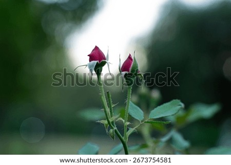 Macro close-up of a rose bud before blooming, captured with Sony A6000 and 55mm F1.8 lens. A fresh rose flower in its early stage of growth with a soft blurred background, symbolizing new beginnings, 