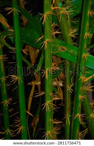 Macro close-up of sharp yellow thorns growing on vibrant green vertical plant stems in a tropical forest. Detail shot of a thorny tropical palm stem with sharp, protective spikes against a dark, natural background.