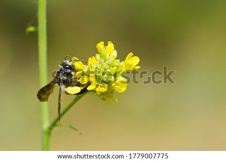 Similar – Foto Bild Biene sammelt Pollen an einer Kleeblüte