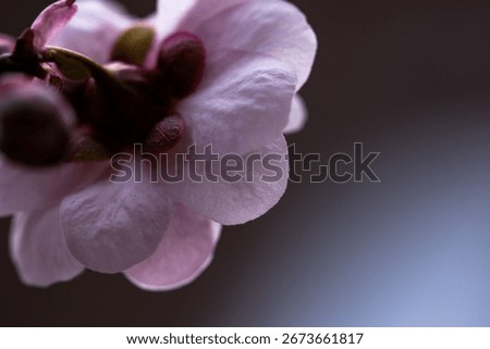 A macro close-up shot of a delicate pink flower, its petals gently unfurling against a soft background