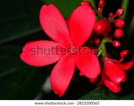 Macro close-up shot of a five-petaled vibrant red bloom (Angiosperm, Kingdom Plantae).