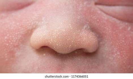 Milium Imagenes Fotos De Stock Y Vectores Shutterstock Milium Imagenes Fotos De Stock Y Vectores Shutterstock