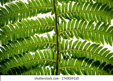 Macro Closeup Shot Of Pteridophyta Leafs