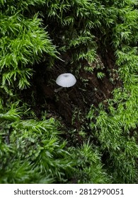 A macro close-up shot showcasing a tiny, semi-translucent white wild mushroom thriving on a damp, moss-covered tree bark.