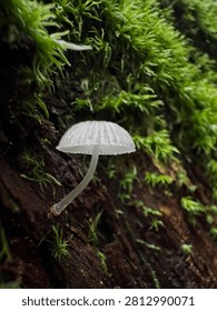 A macro close-up shot showcasing a tiny, semi-translucent white wild mushroom thriving on a damp, moss-covered tree bark.