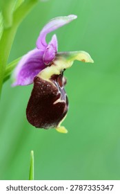 Macro close-up  side view of a Bee Orchid (Ophrys apifera) in bloom, showing its distinctive bee-mimicking labellum with purple sepals and intricate brown and white markings, photographed in natural woodland, Val-d’Oise, France.