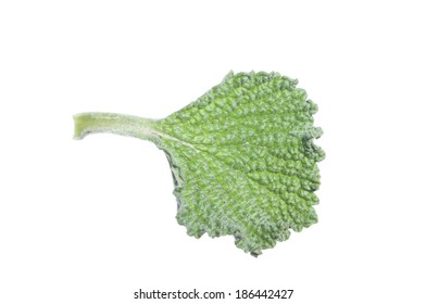 Macro closeup of single fresh horehound Marrubium vulgare leaf isolated on white