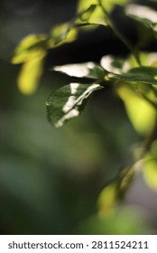 Macro close-up of a single green leaf with soft natural sunlight and dreamy bokeh background