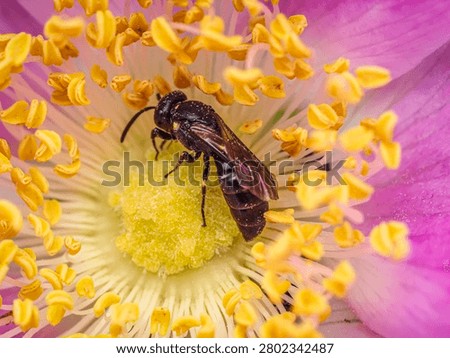 Macro close-up of a small bee covered in pollen as it forages on the yellow center of a pink blossom