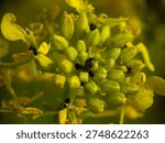 Macro close-up of small black pollen beetles (Brassicogethes aeneus) feeding on vibrant yellow mustard flower buds in a bright, sunlit field. Detailed nature photography for agriculture.