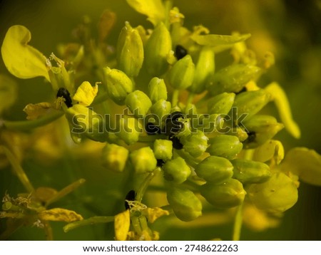 Macro close-up of small black pollen beetles (Brassicogethes aeneus) feeding on vibrant yellow mustard flower buds in a bright, sunlit field. Detailed nature photography for agriculture.