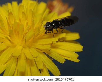 Macro Close-Up of Small Dark Hoverfly (Syrphidae) Feeding on Bright Yellow Flower

A captivating detailed macro photograph capturing a small black hoverfly (Syrphidae) perched atop a vibrant yellow dandelion blossom. The sharp focus emphasizes the insect's distinct reddish-brown compound eyes, shiny dark thorax, and extended proboscis collecting nectar. Soft natural lighting enhances the rich golden texture of the petals against a subtle, dark background, giving the scene impressive depth and clarity. This high-quality stock image is ideal for scientific research, biological textbooks, nature magazines, environmental awareness, biodiversity campaigns, or graphic art projects centered around spring, entomology, pollination, and wild insects.