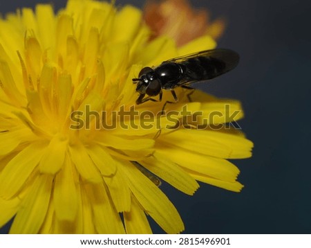 Macro Close-Up of Small Dark Hoverfly (Syrphidae) Feeding on Bright Yellow Flower

A captivating detailed macro photograph capturing a small black hoverfly (Syrphidae) perched atop a vibrant yellow dandelion blossom. The sharp focus emphasizes the insect's distinct reddish-brown compound eyes, shiny dark thorax, and extended proboscis collecting nectar. Soft natural lighting enhances the rich golden texture of the petals against a subtle, dark background, giving the scene impressive depth and clarity. This high-quality stock image is ideal for scientific research, biological textbooks, nature magazines, environmental awareness, biodiversity campaigns, or graphic art projects centered around spring, entomology, pollination, and wild insects.
