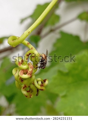 Macro Close-up of Small Fly Resting on Spiral Grapevine Tendril. Detailed Insect Macro on Curly Vine in Garden. - Contributor ID: 481666741