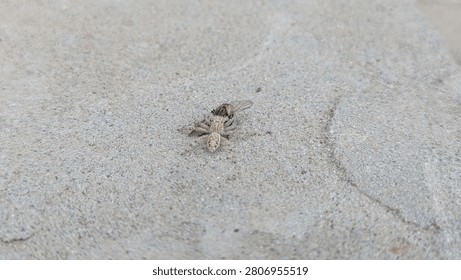 Macro Close-Up of Small Gray Fly Insect Resting with Open Wings on Rough Sandy Concrete Surface Outdoors