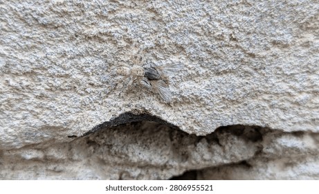 Macro Close-Up of Small Gray Fly Insect Resting with Open Wings on Rough Sandy Concrete Surface Outdoors