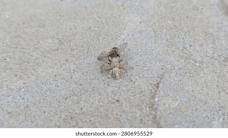 Macro Close-Up of Small Gray Fly Insect Resting with Open Wings on Rough Sandy Concrete Surface Outdoors