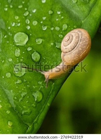 Macro close-up of a small snail crawling on a fresh green leaf covered with water droplets, featuring a clean background with copy space. This natural composition highlights texture, moisture, and organic beauty, ideal for nature, ecology, wellness, and environmental themes.