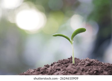 Macro closeup of small vegetable sprout with droplet 