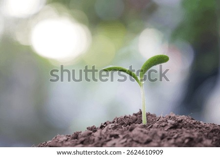 Macro closeup of small vegetable sprout with droplet 