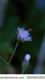 Macro close-up of a small wild grass flower blooming in natural vegetation with a soft green blurred background. Selective focus highlights the delicate petals, making it suitable for botanical, nature, and ecology themes.