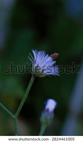 Macro close-up of a small wild grass flower blooming in natural vegetation with a soft green blurred background. Selective focus highlights the delicate petals, making it suitable for botanical, nature, and ecology themes.