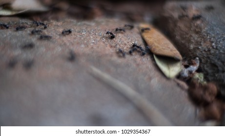 Macro close-up of a small worker ant crawling on a natural surface, highlighting its fine details—legs, antennae, and body segments. The image captures the ant’s tiny strength and precise movement.