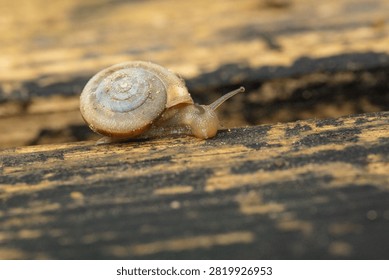 Macro close-up of a snail crawling on a wooden board after the rain