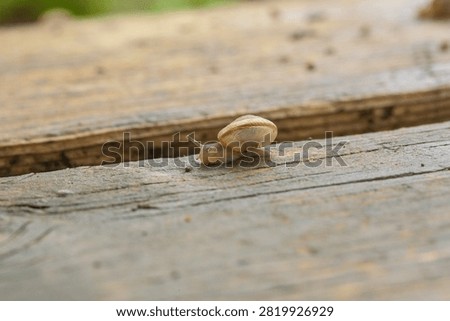 Macro close-up of a snail crawling on a wooden board after the rain