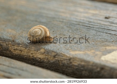 Macro close-up of a snail crawling on a wooden board after the rain