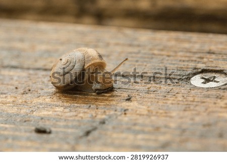 Macro close-up of a snail crawling on a wooden board after the rain