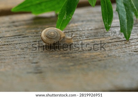 Macro close-up of a snail crawling on a wooden board after the rain