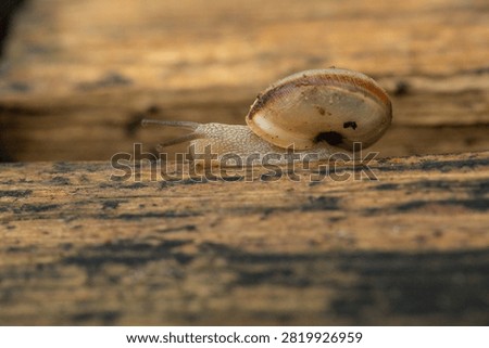 Macro close-up of a snail crawling on a wooden board after the rain